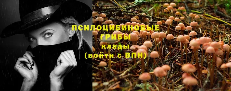 Галлюциногенные грибы Psilocybine cubensis  что такое   Светлогорск 